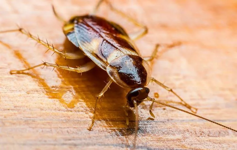 How To Get Rid Of The Brown Banded Cockroach Bill Clark Pest Control