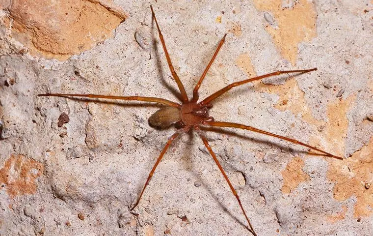 Brown Recluse Bite Treatment: What You Should Do?