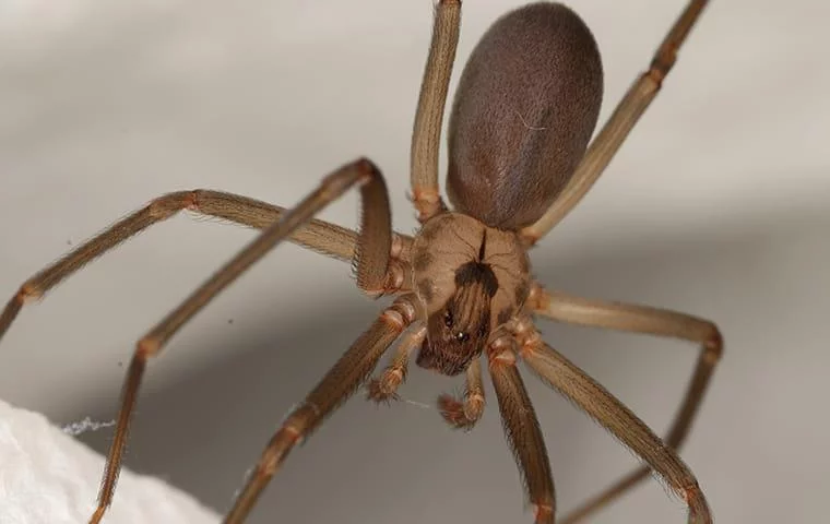 Deadliest Spiders in the US: Black Widow Versus Brown Recluse