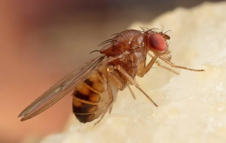 Where do fruit flies come from? They don't just 'magically appear.