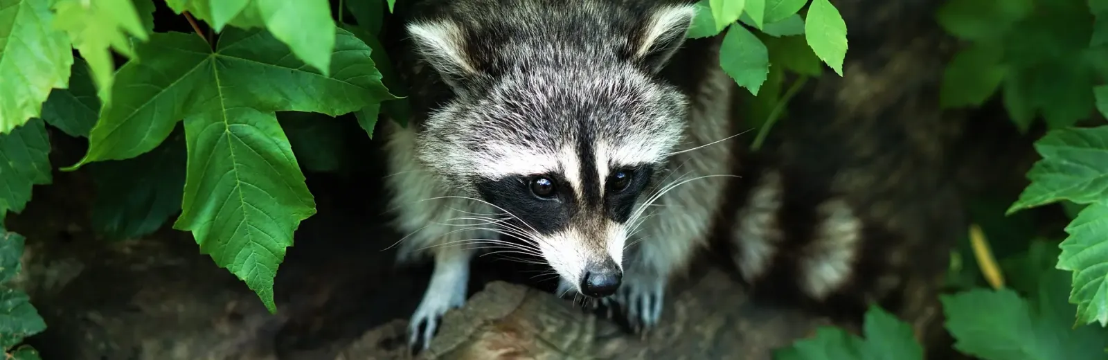 raccoon on a log