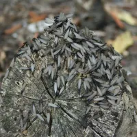 young termite alates swarm on a log