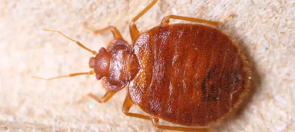 Carpet Beetles  Killroy Pest Control