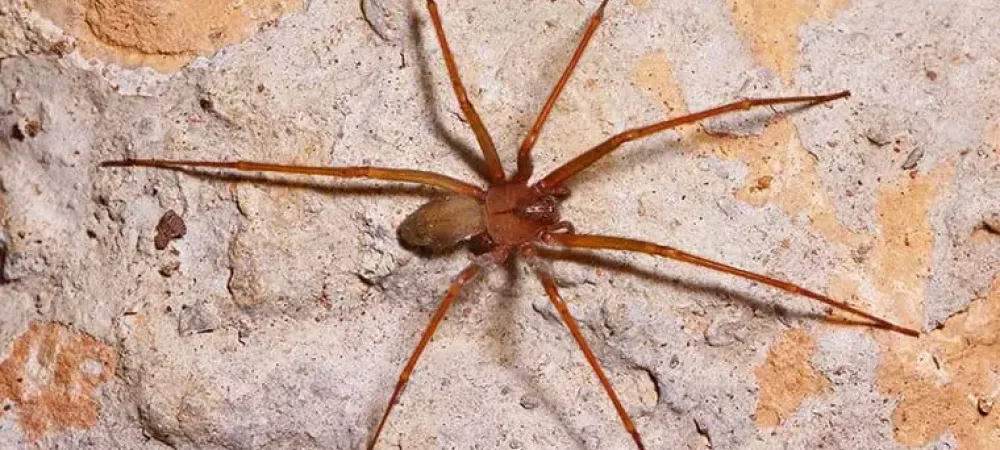 How to Avoid the Brown Recluse Spider Bill Clark Pest Control