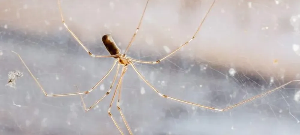 How to get rid of daddy long-legs - 4 top tips