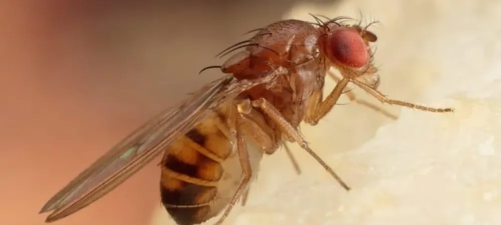 Blog - Where Did These Fruit Flies In My Spring Home Come From?