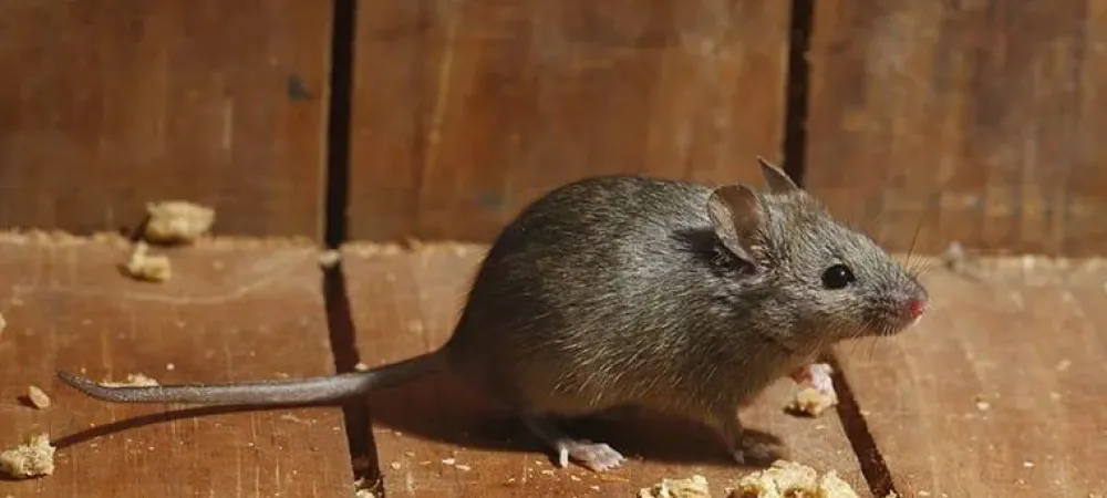 8 Homemade Mouse Repellents to Keep Mice Away Naturally