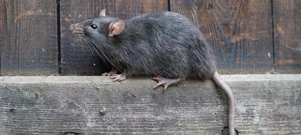 norway rat crawling