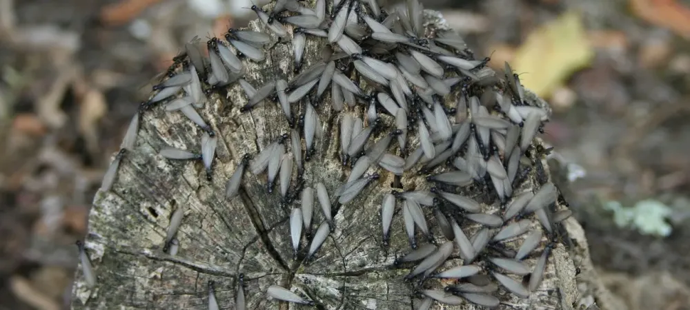 young termite alates swarm on a log