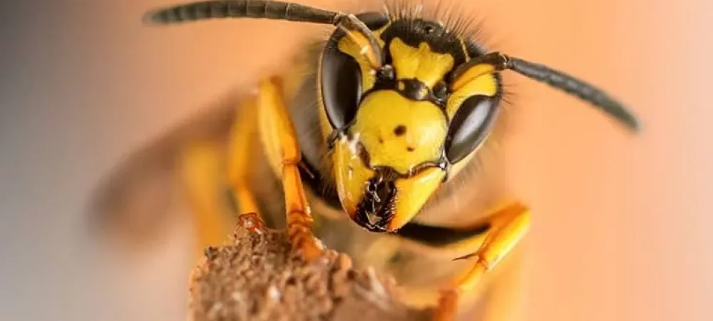 yellow-jacket-wasp-in-texas